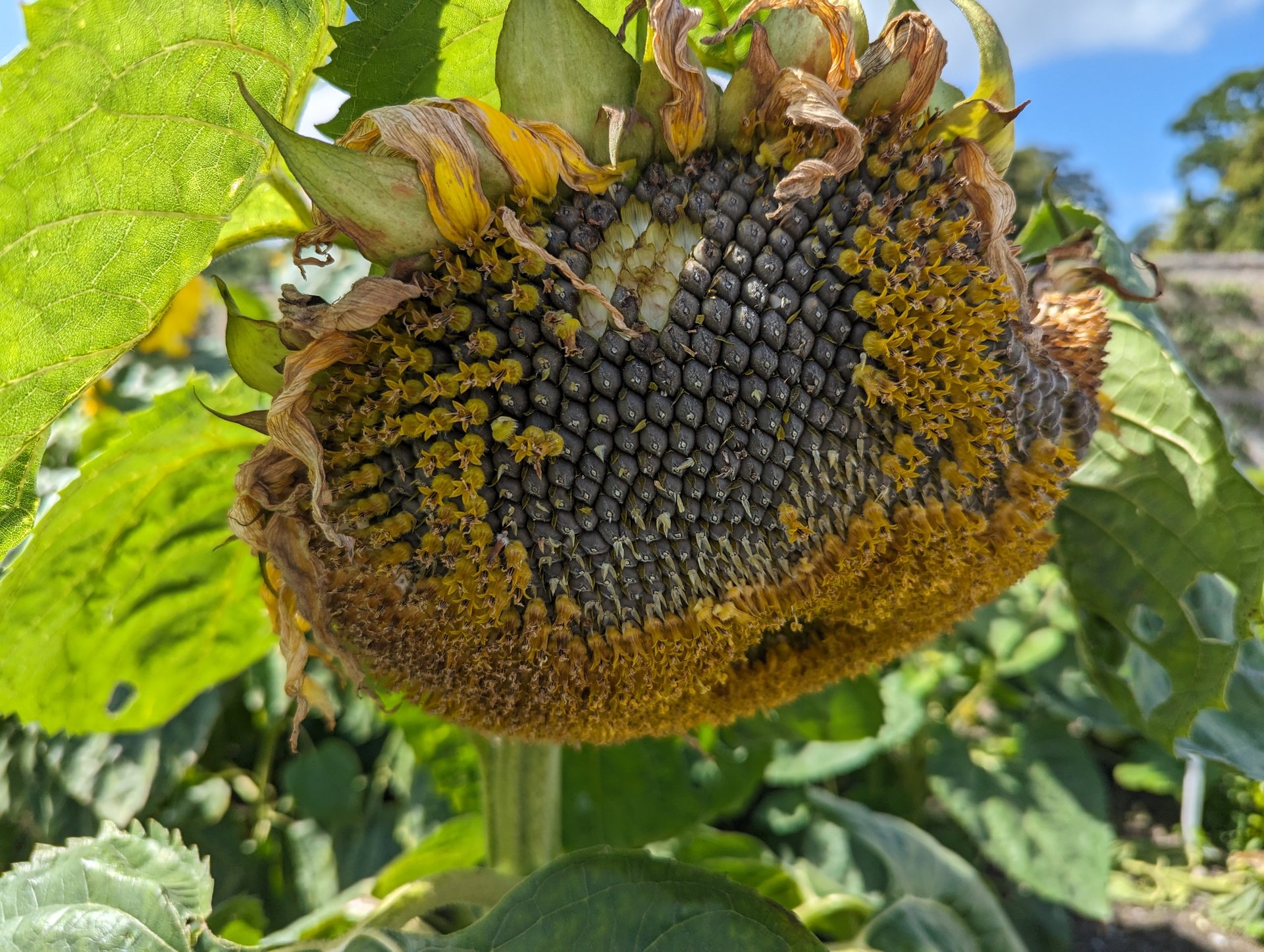 Sunflower at Phoenix Park
