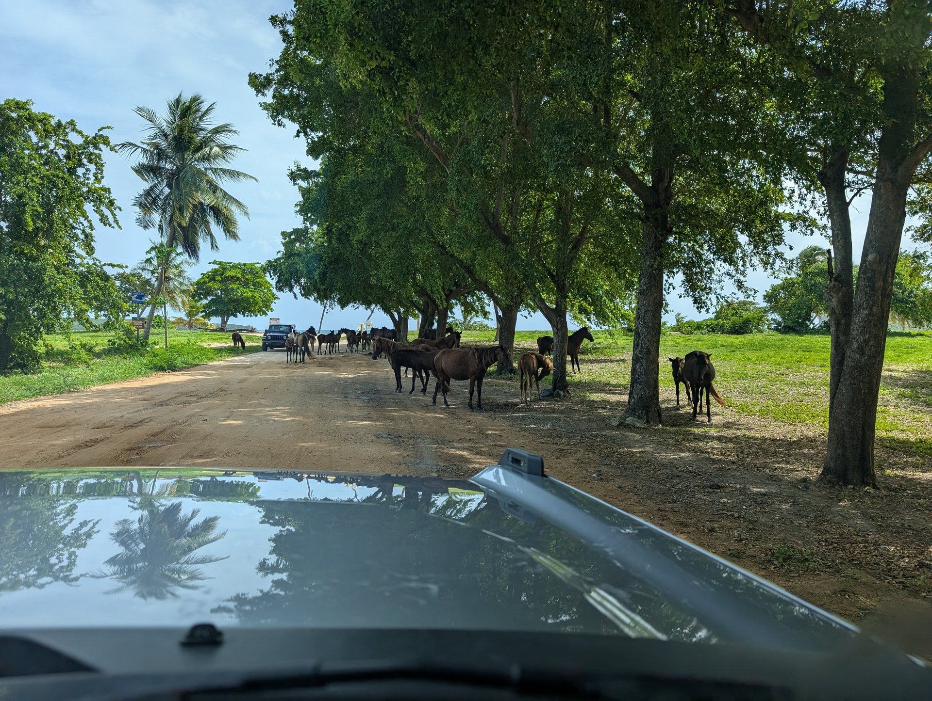 Horseback riding adventure through Vieques