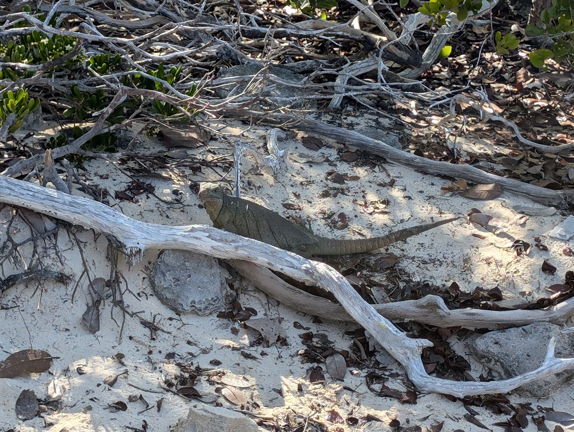 Iguana lounging among the driftwood